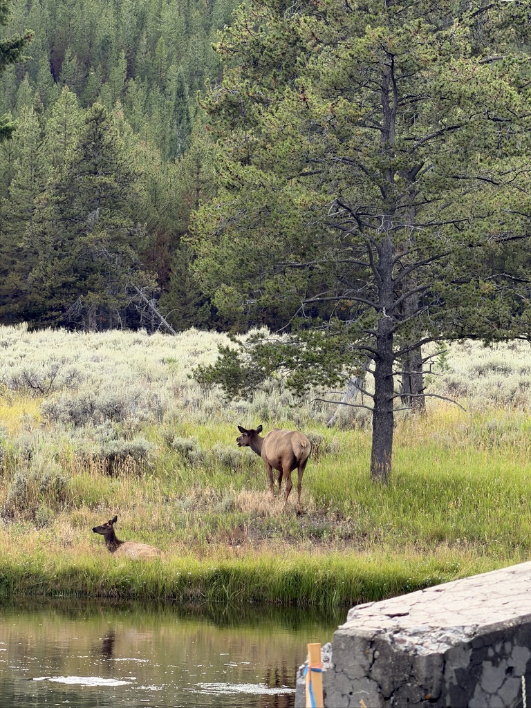 An elk stands near a tree beside a riverbank.